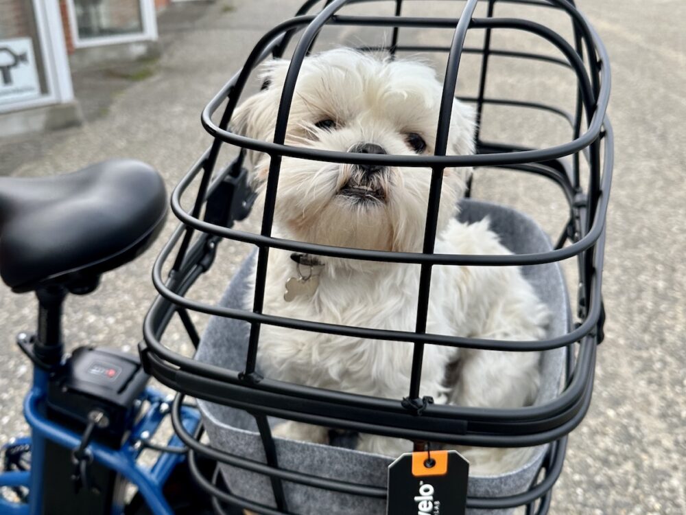 Alternative view of Medium Cykelkurv til Hund - Atran Velo